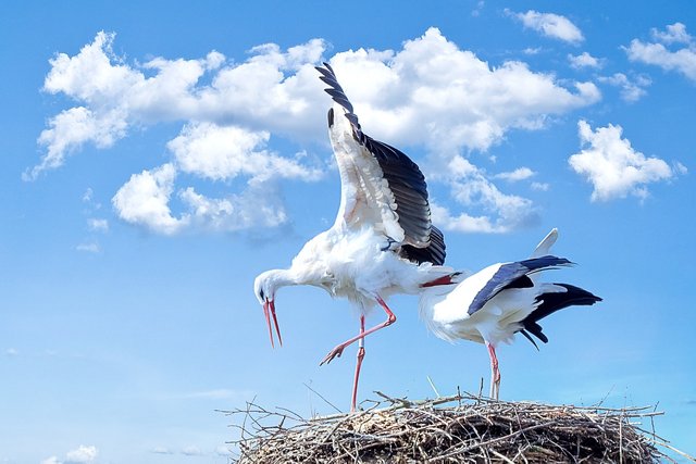 storks-838424_1280.jpg