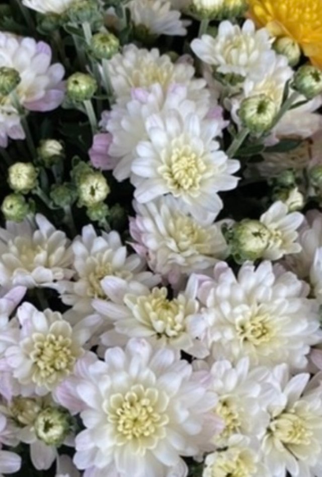 IMG_5143.jpeg