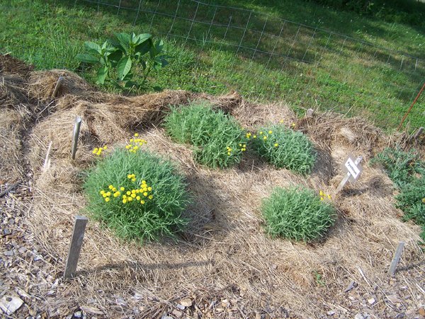 New Herb - Row 1, santolina flowers crop July 2019.jpg