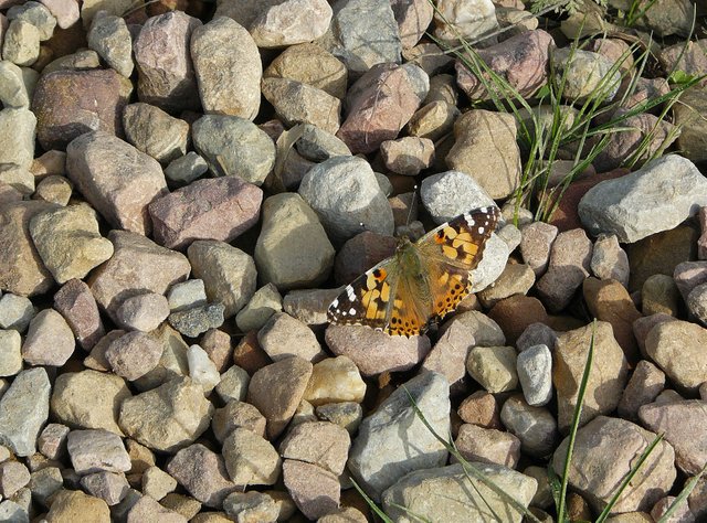 butterfly on rocks 1.jpg