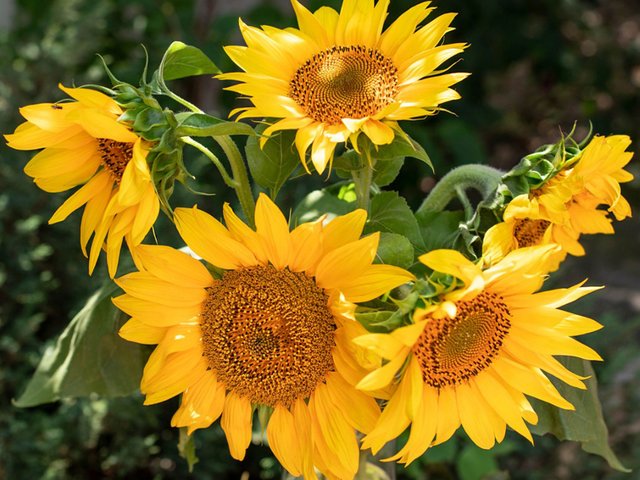 late-sunflowers.jpg