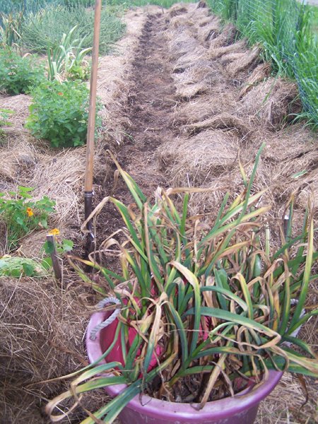 Digging garlic - 3rd row done crop July 2019.jpg