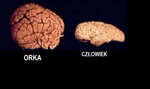 orca człowiek.png