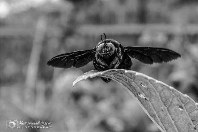 YASIR BNW (1).jpg