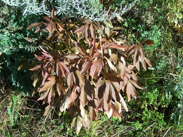 South Herb - peony autumn color crop September 2019.jpg