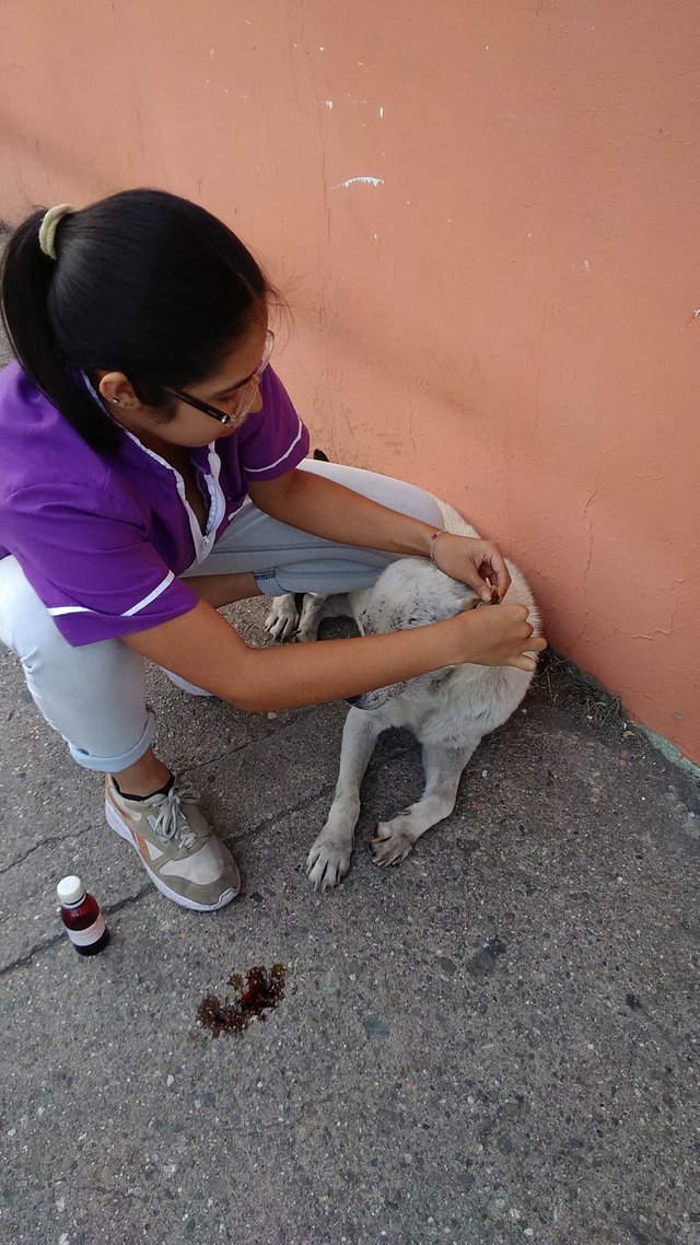 curando a la perrita (1).jpg