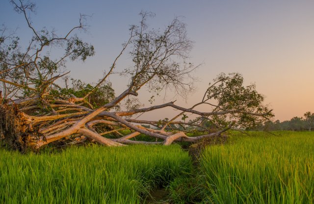 ricefield-2032719-01.jpeg