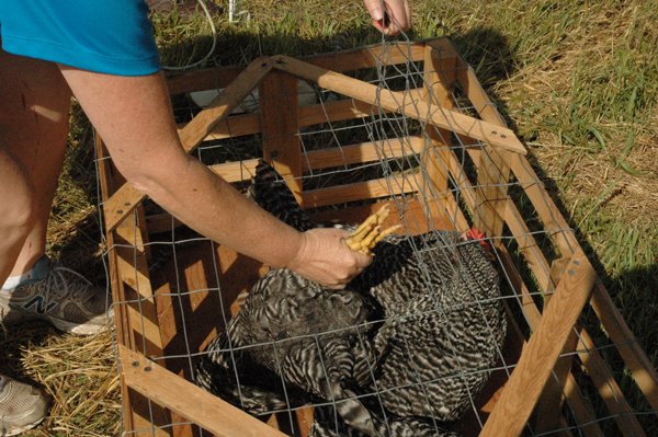 Processing - hens into transport crates1 crop Sept. 2018.jpg