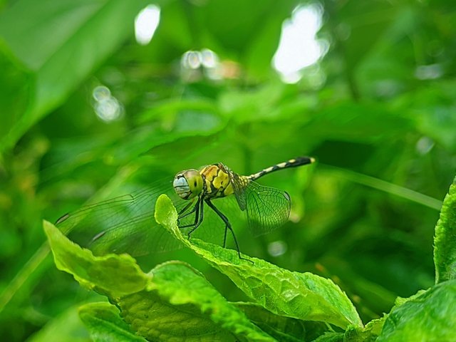 RIYAN_20240827_124602_🦋Macro Bee pro (LMC17) by Riyan (1).PORTRAIT.jpg