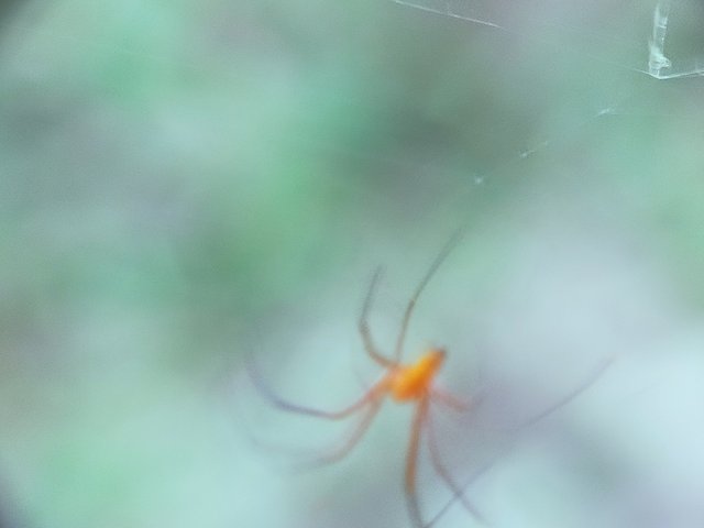 Nephila Pilipes (14).jpg