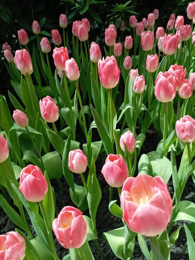 Tulips19.jpg