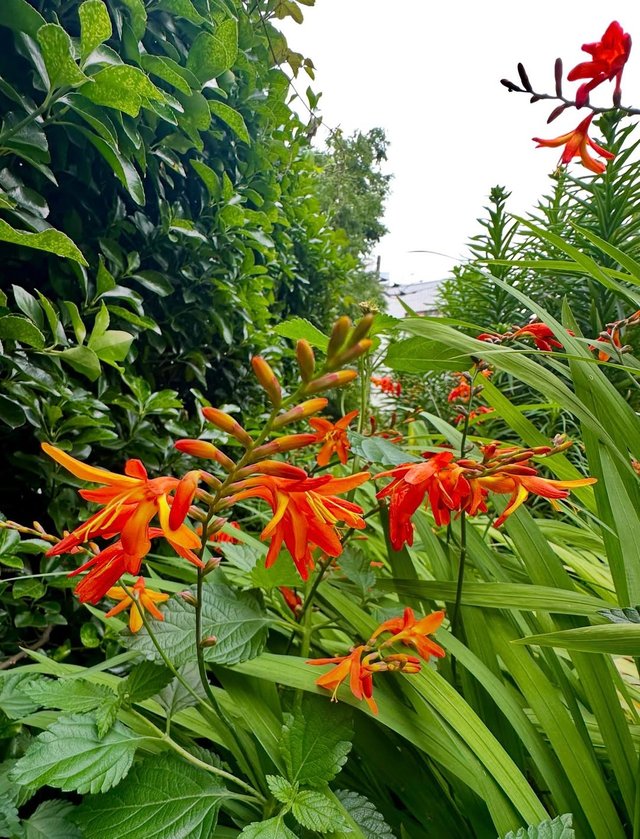 IMG_20250617_082108.jpg