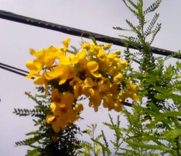 yellow flower of my neighbor.jpg