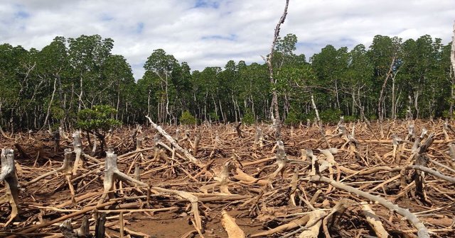 Madagascar_Deforestation.jpg