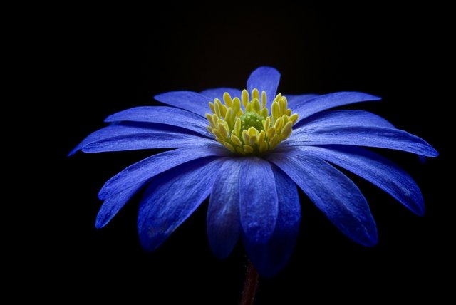 anemone-56414_1920.jpg