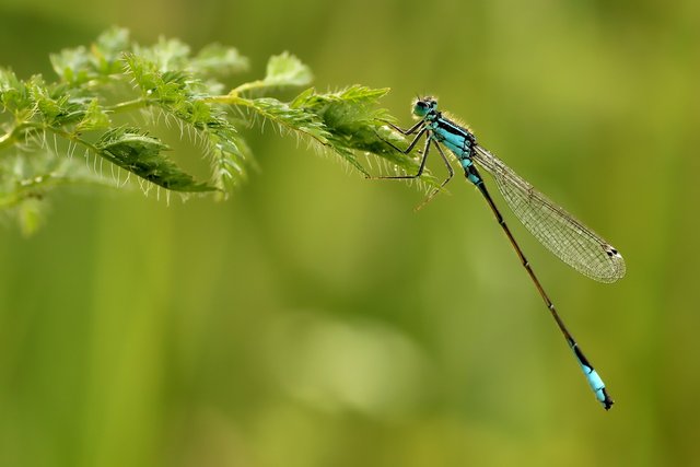 dragonfly-4293710_1280.jpg