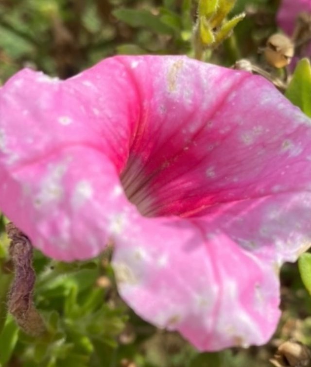IMG_5290.jpeg