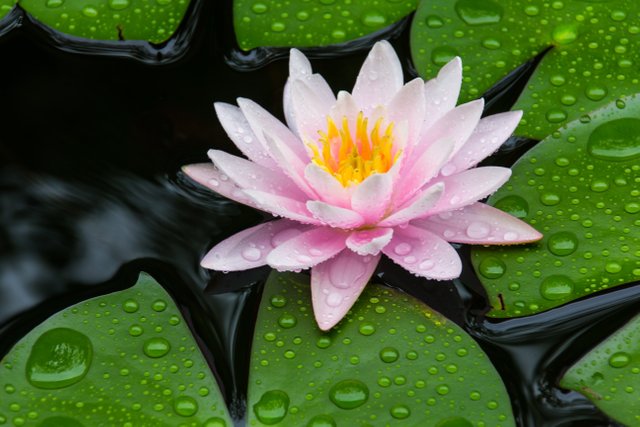 5- lotus.jpg