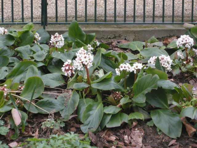 bergenia-silberlicht.jpg