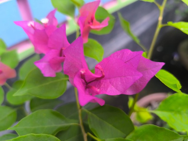IMG_20250526_181414.jpg