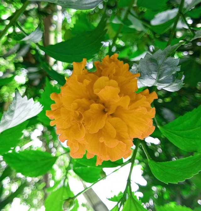 IMG_20220628_140752_619.jpg