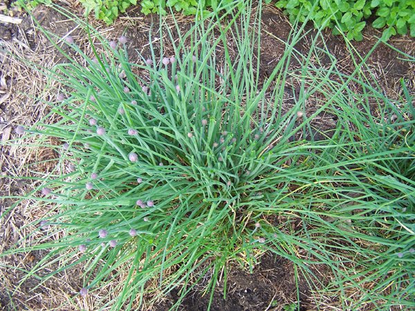 Chives - small side crop May 2019.jpg