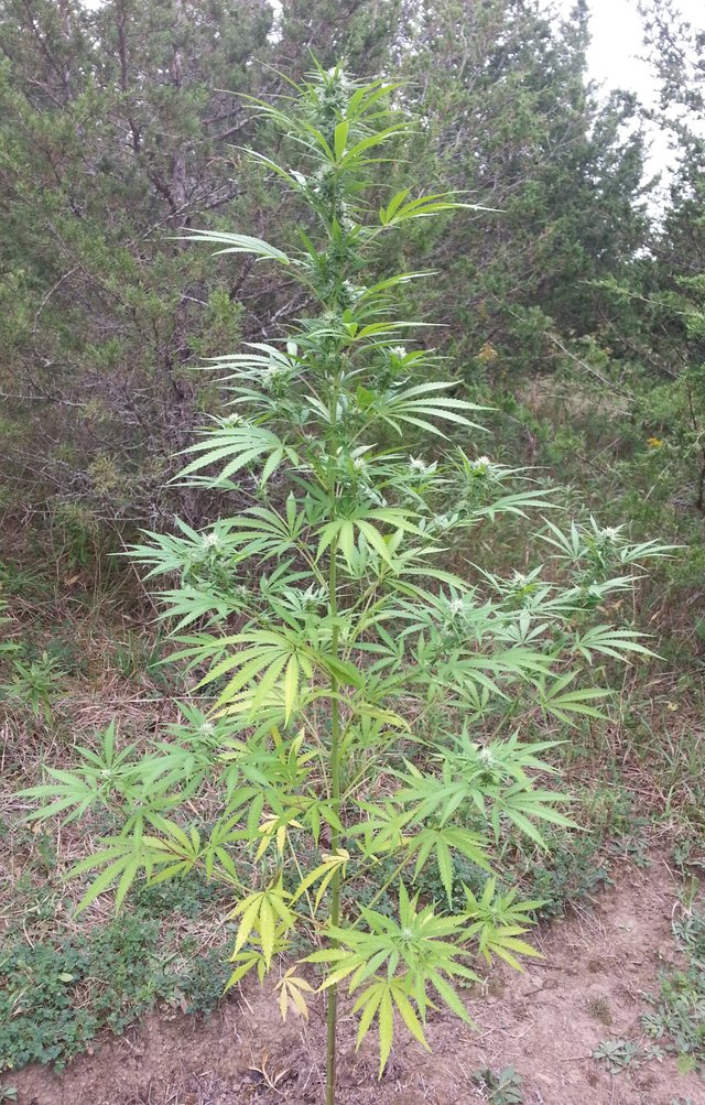 citrus_skunk_budstart_full_plant900.jpg