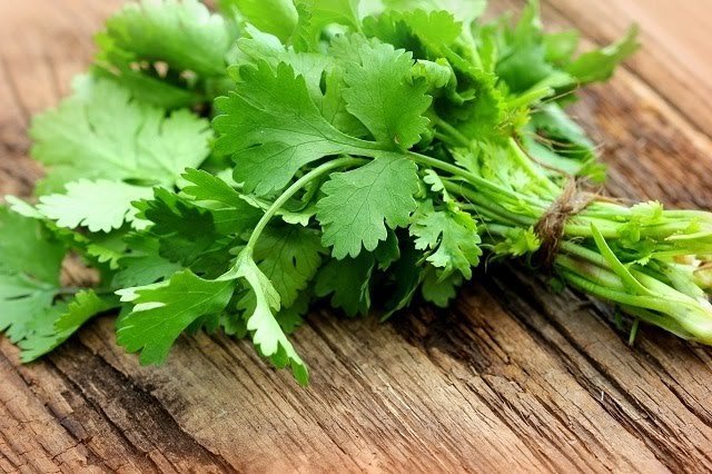 cilantro.jpg