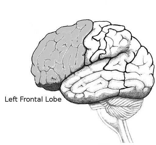 Frontallobe wiki.jpg