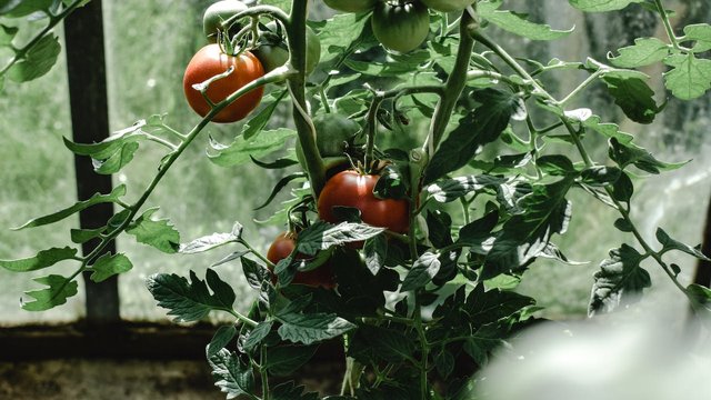 how-to-grow-tomatoes-in-pots-at-home.jpg