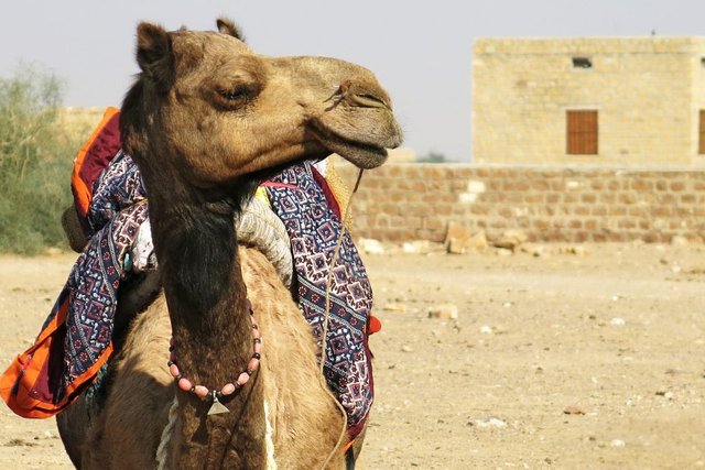 camel-safair-jaisalmer-india_1_LEAD-960x640.jpg
