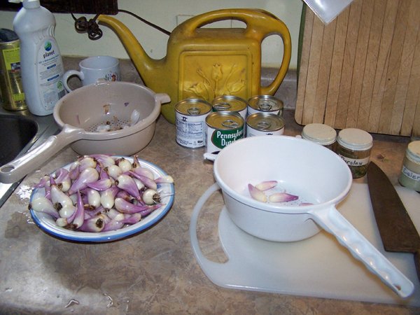 Shallot casserole - prepping shallots crop November 2019.jpg