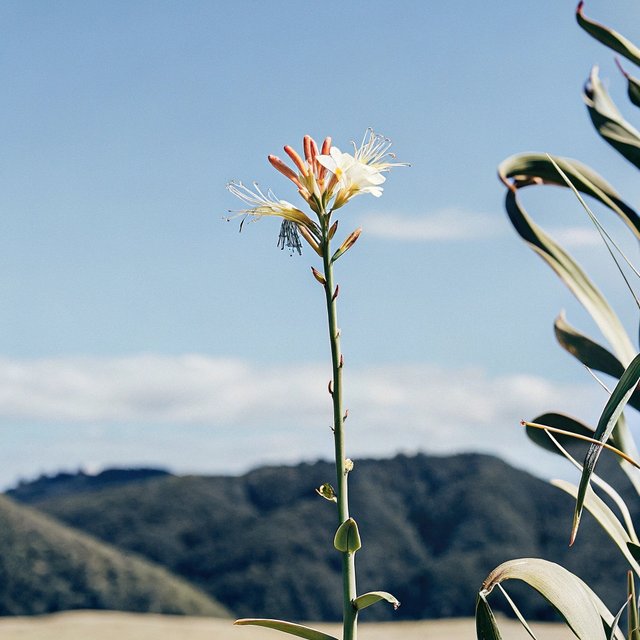 beautiful-flower-at-hill-top (2).jpg