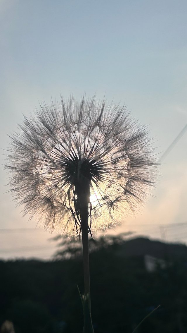 IMG_0815.jpeg