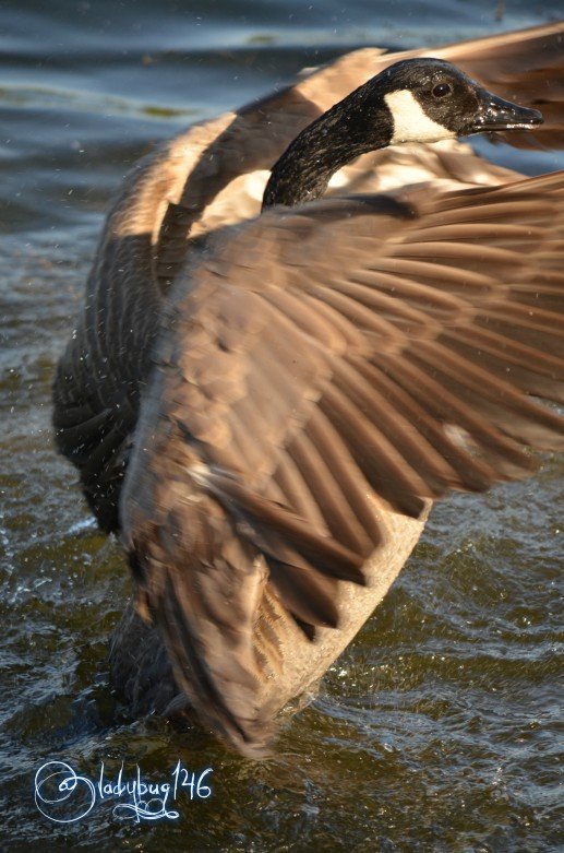 goose3.jpg