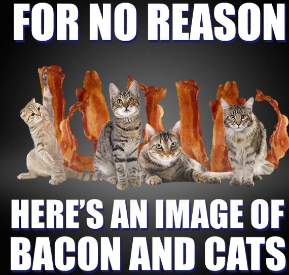 Bacon and Cats.png