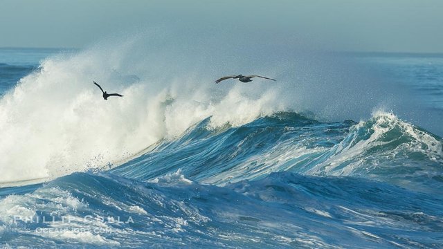 california-brown-pelican-flying-over-breaking-wave-picture-30353-52028.jpg