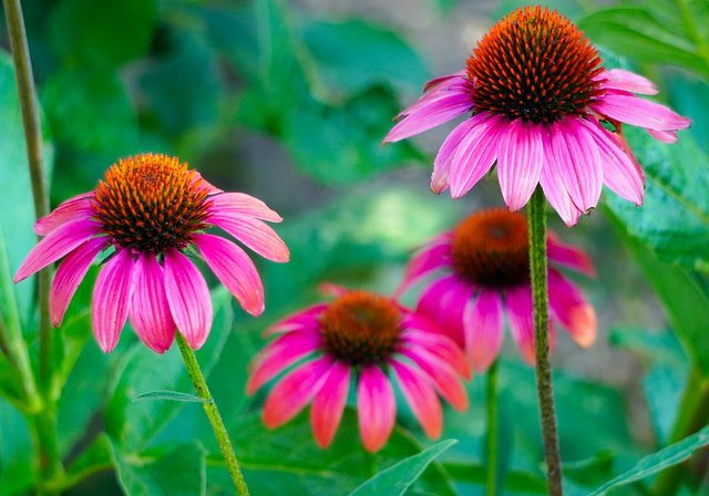 echinacea-4357576_1920.jpg