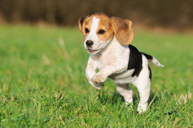 beagle-perros-mas-bonitos-del-mundo.jpg