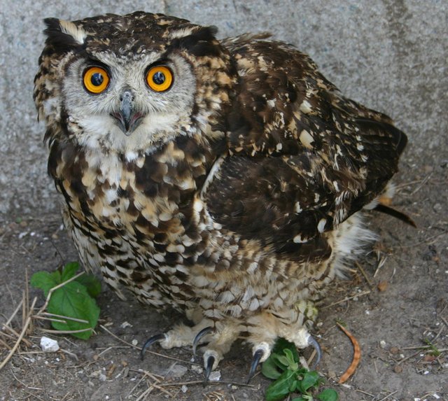 Female-Mackinders-eagle-owl-from-Kenya-S.-Thomsett.jpg