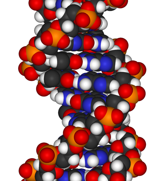 544px-DNA-fragment-3D-vdW.png