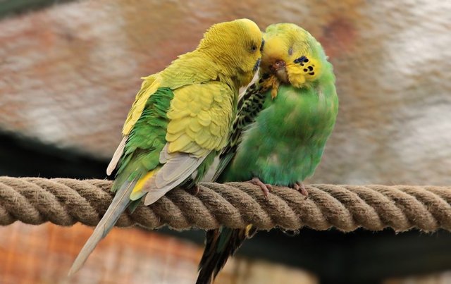 love-birds-loving-animals-1024x645.jpg