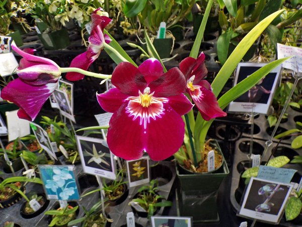 Orchid Show red dancing lady2 crop February 2020.jpg