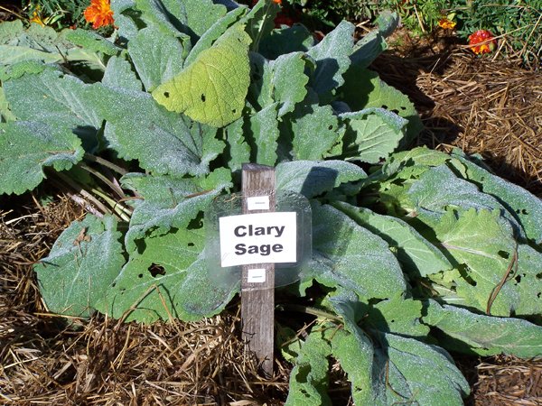 New Herb - Row 4, clary sage with dew crop September 2019.jpg