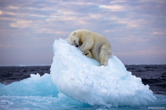 polar-bear-photography-tour-svalbard-workshop.jpg