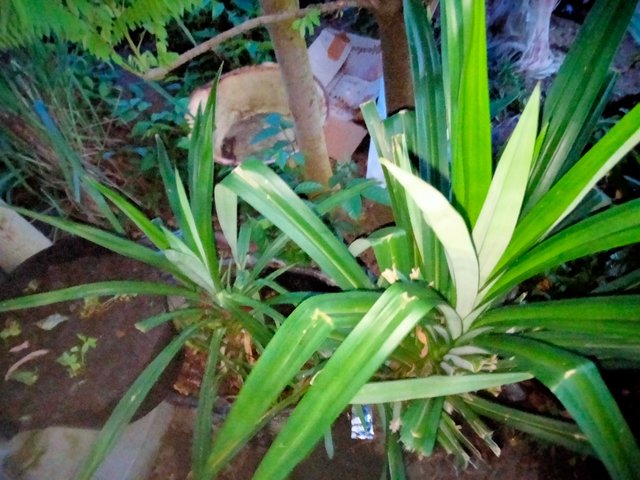 IMG20250803061546.jpg