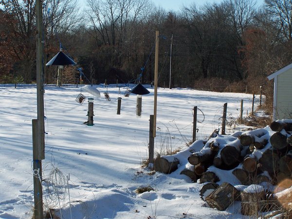 Birdfeeders1 crop December 2019.jpg