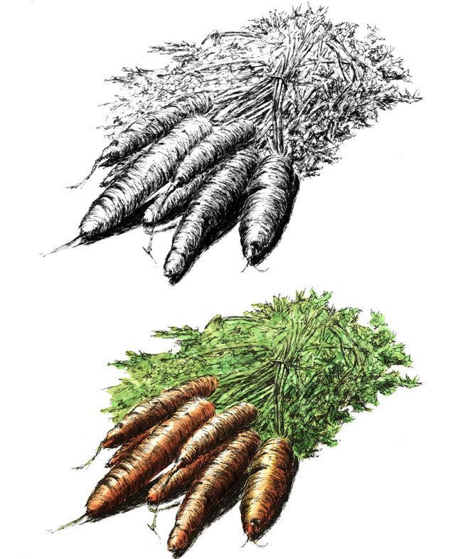 Carrots.jpg