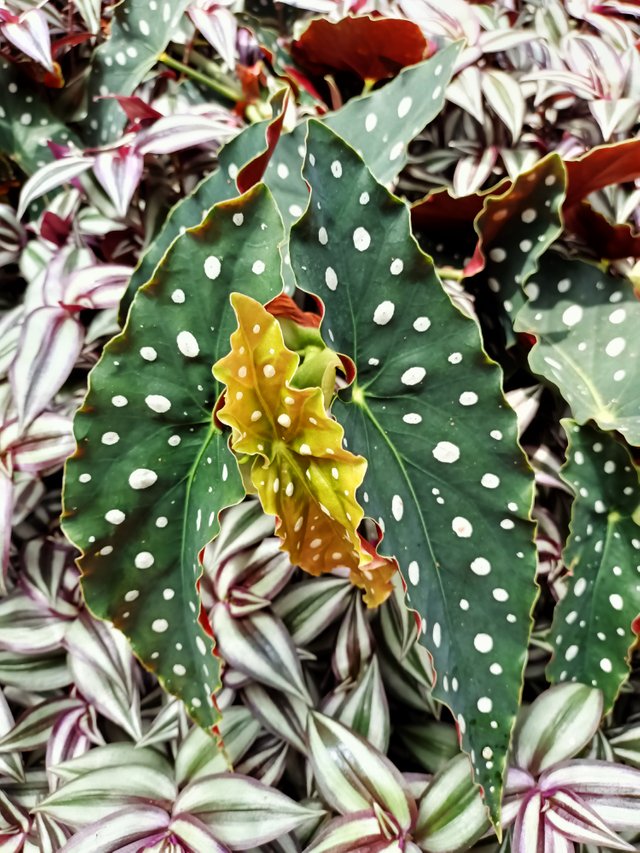 5 Begonia maculata.jpg