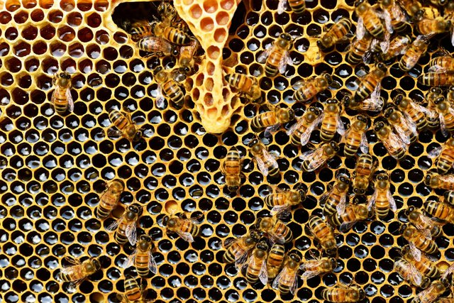 queen-cup-honeycomb-honey-bee-new-queen-rearing-compartment-56876.jpeg